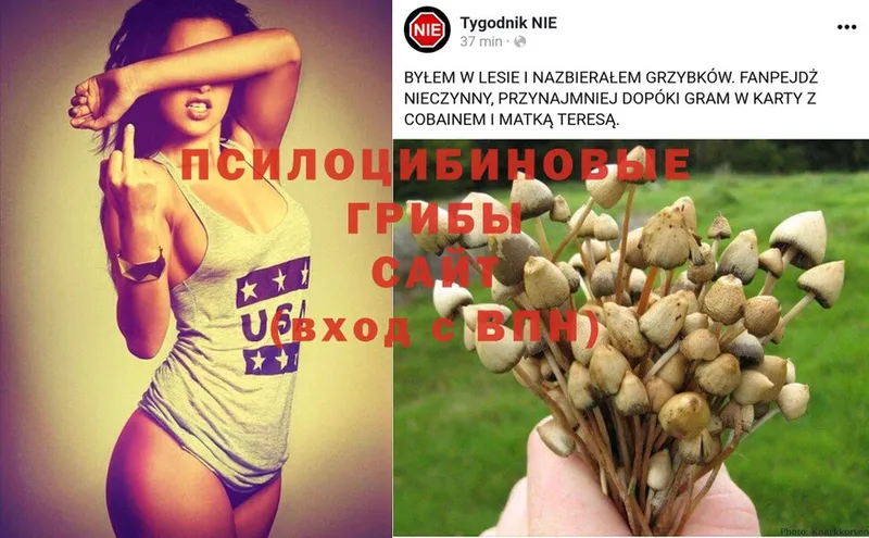 Галлюциногенные грибы Magic Shrooms  Зеленокумск 